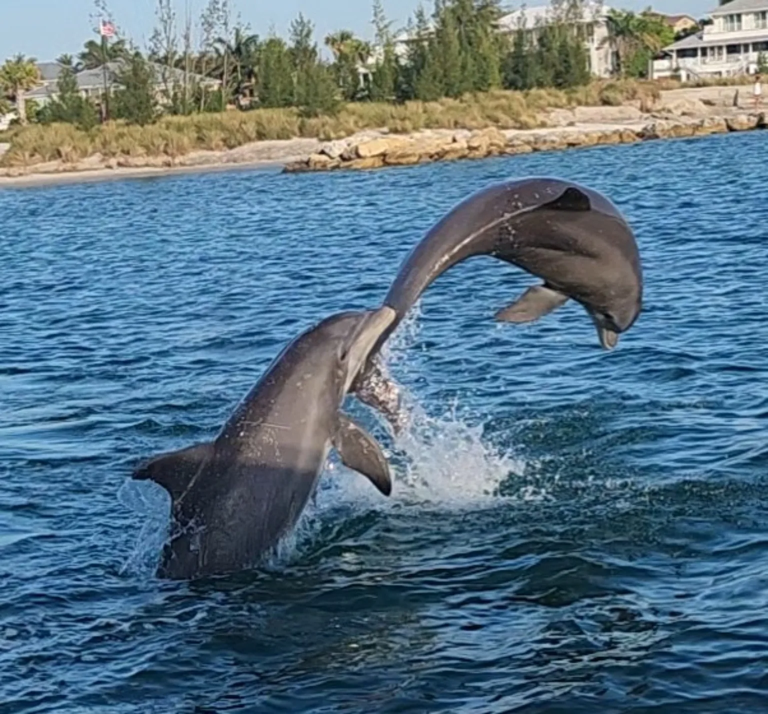 Wild dolphins alongside an Aquaholic cruise near Venice Florida