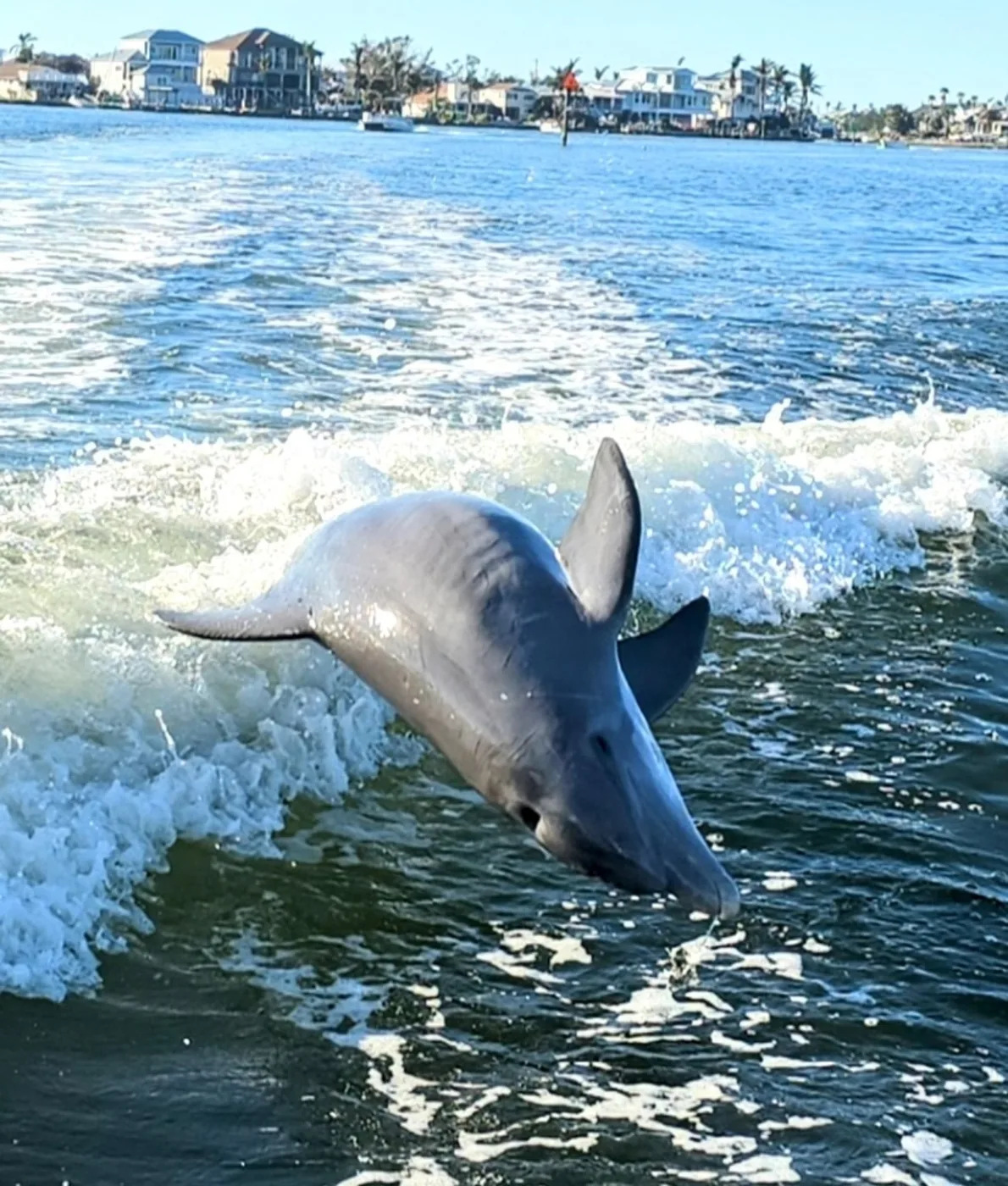 Dolphin playing alongside an Aquaholic cruise