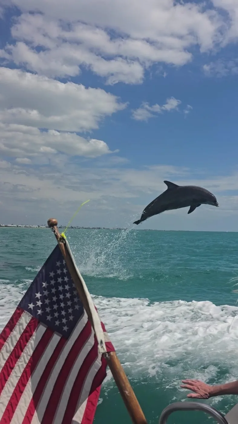 Dolphin jumping near the American flag during an Aquaholic adventure
