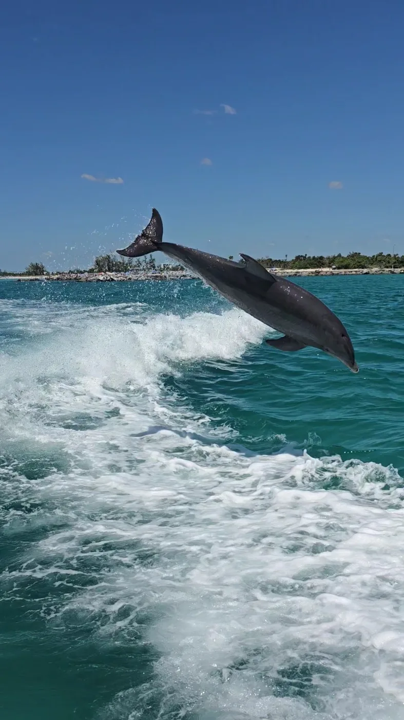 Dolphin jumping beside the boat on an Aquaholic cruise